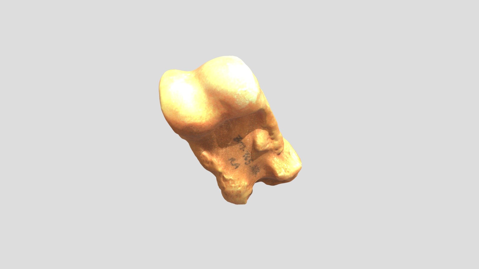 Bos indicus (zebu) - R anterior phalanx I - 3D model by ...