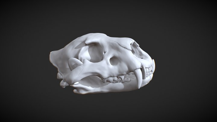 Lionskull 3d print model 3D Model