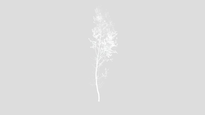 Poplar tree 01 3D Model