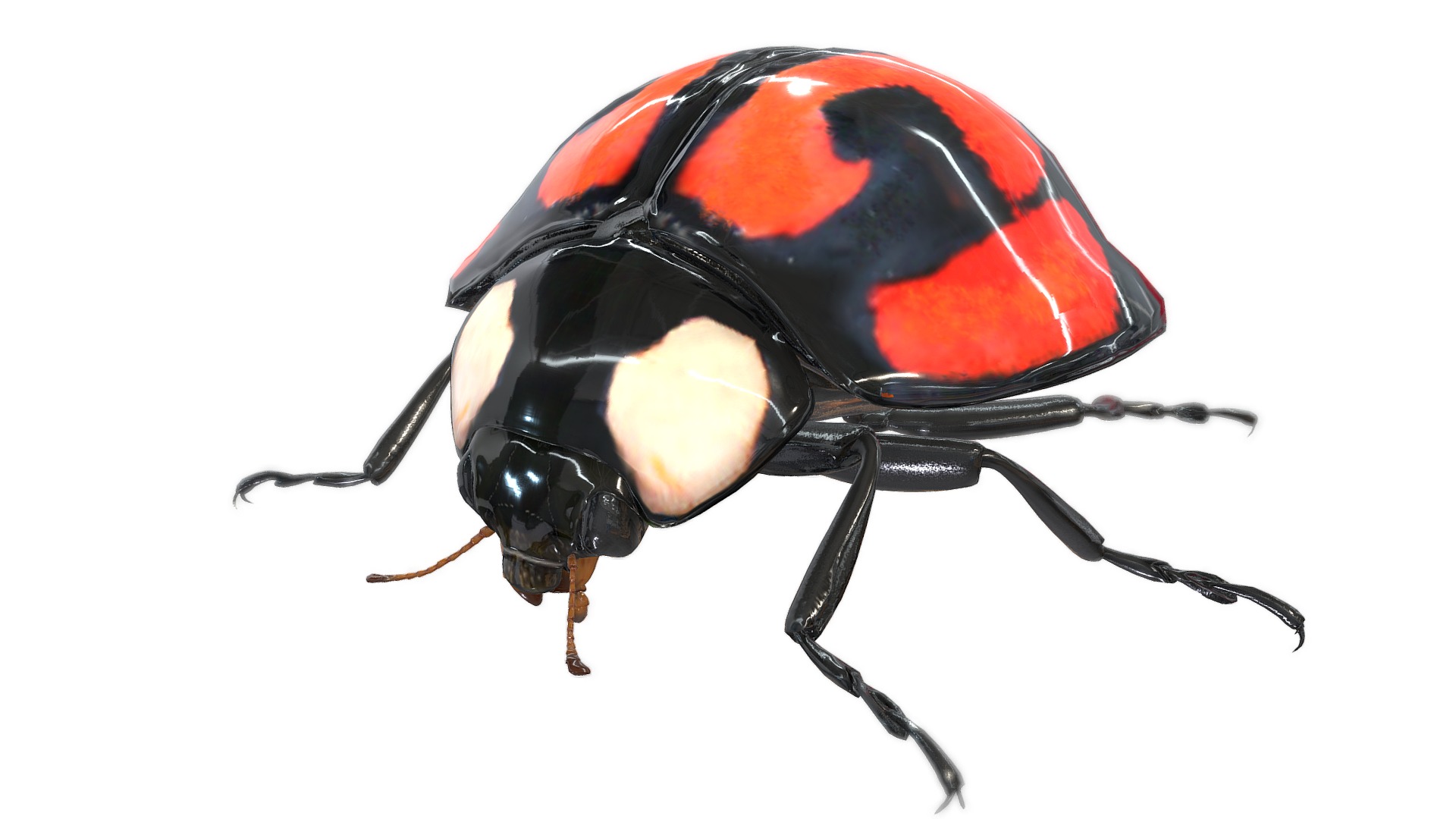 3D model Aiolocaria hexaspilota - This is a 3D model of the Aiolocaria hexaspilota. The 3D model is about a black and red beetle.