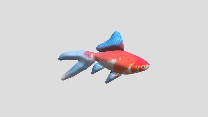 504-10-曾俊翰-金魚(第二次) 3D Model