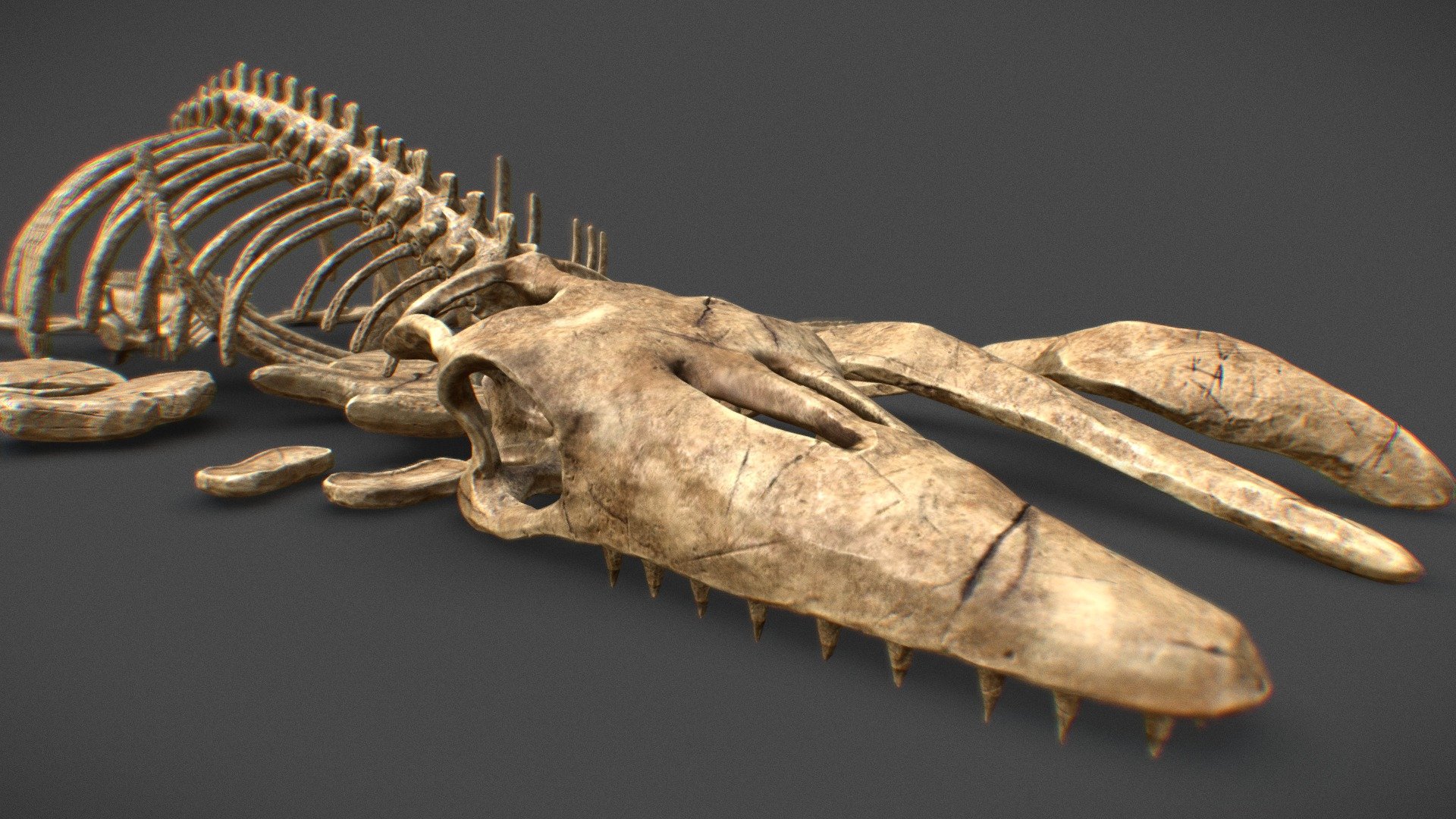 MOSASAUR FOSSIL - 3D model by JaviAlfaro11 [9947690] - Sketchfab