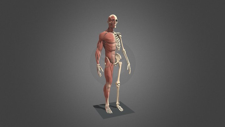 HUMAN 3D Model