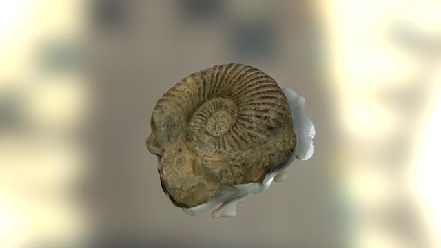 Fósil 3D Model