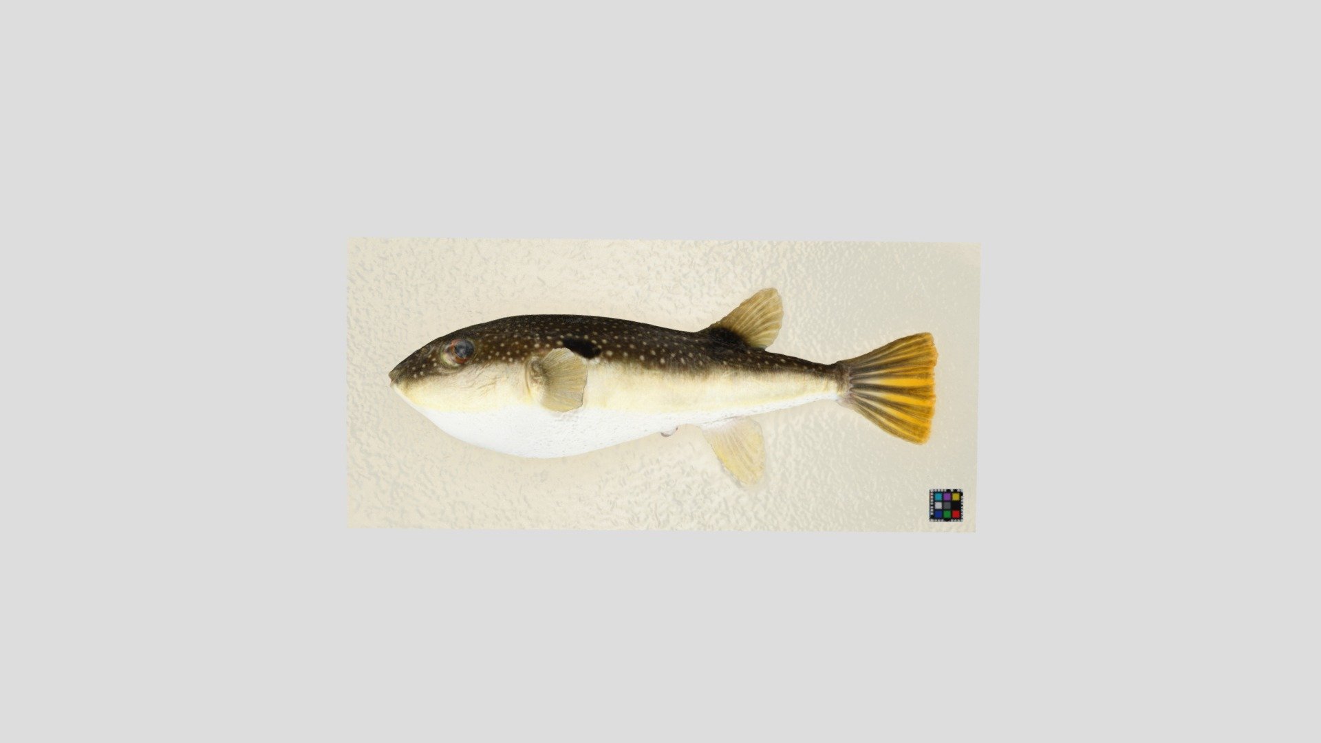 クサフグ Takifugu niphobles Download Free 3D model by ffish.asia