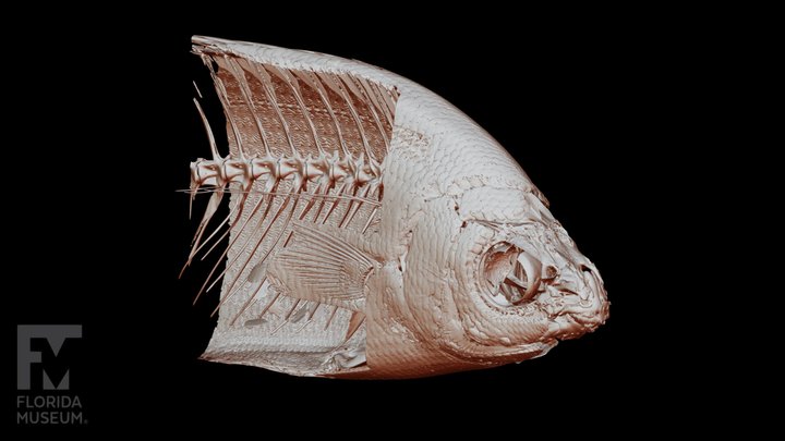 Salema Porgy - Marine Fish