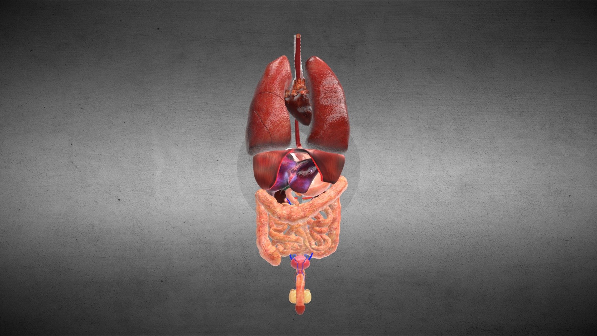 Human Male Internal Organs Anatomy - Buy Royalty Free 3D model by