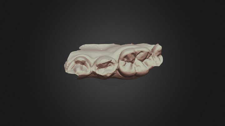 Tooth20,group12,scaner1 Lower Jaw 3D Model