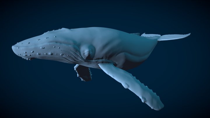 Whale Sculpt Test 3D Model
