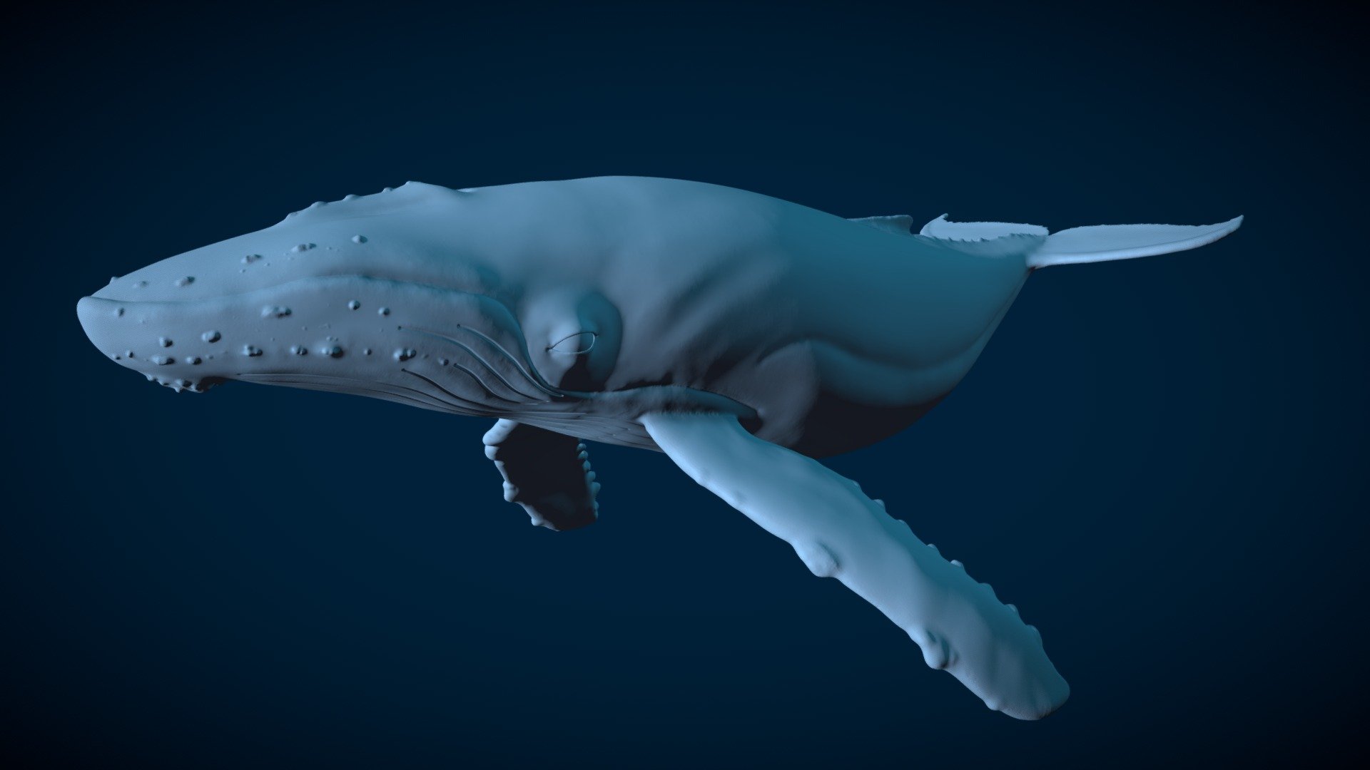 Whale Sculpt Test - 3D model by Benjamin Xiao (@benxiao) [995dc10 ...