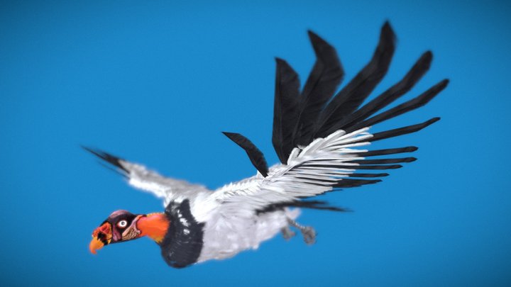 King Vulture 3D Model