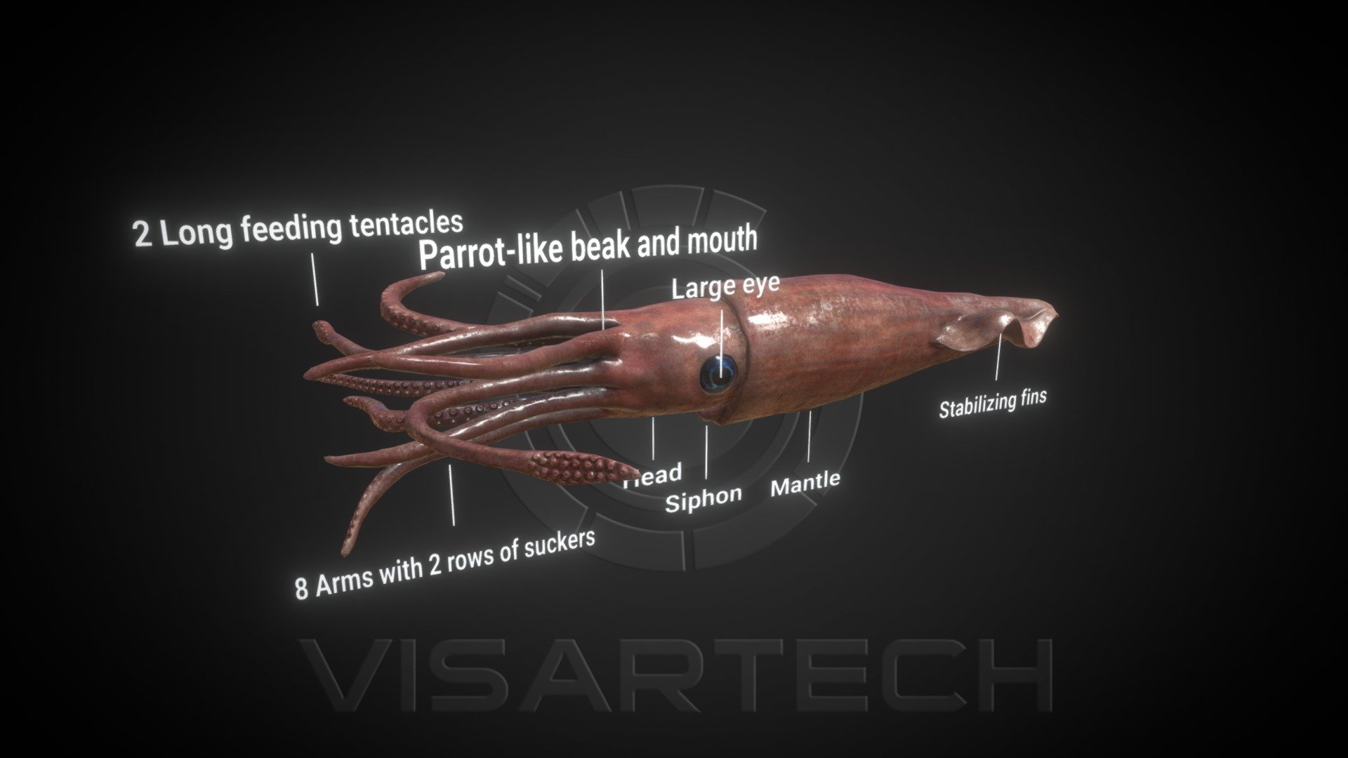 Squid - 3D model by Visartech [995ee49] - Sketchfab