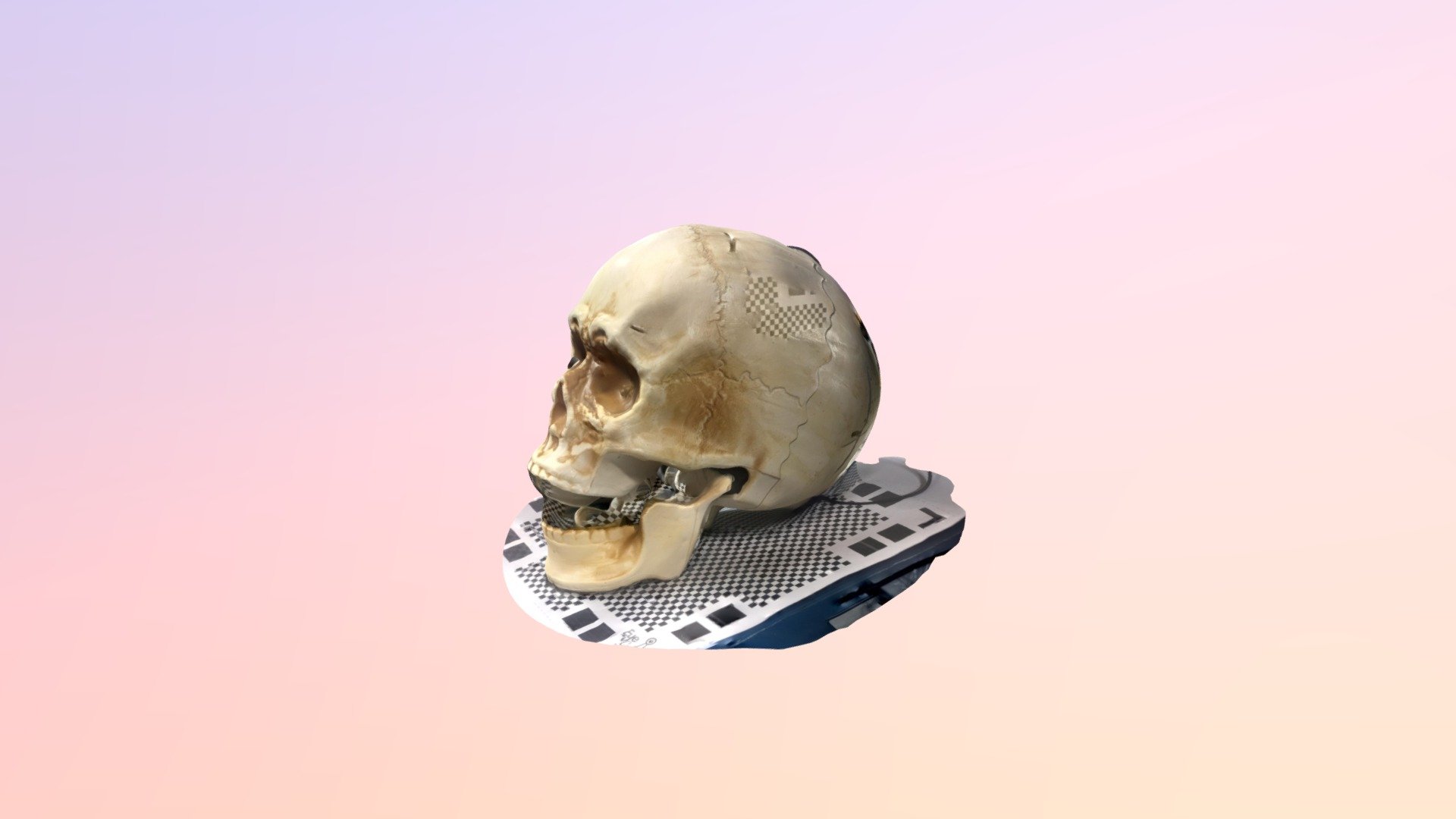 skull