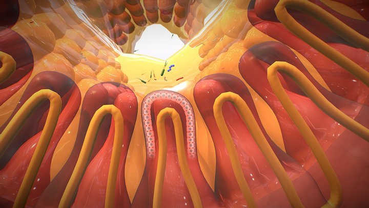 Plexos nervosos no intestino delgado 3D Model