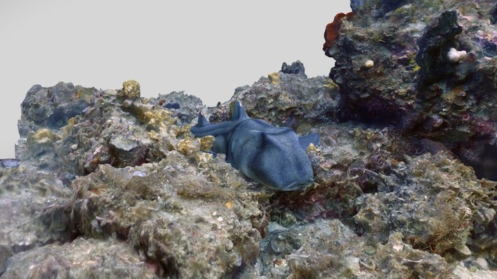 Port Jackson Shark, Dunsborough 3D Model