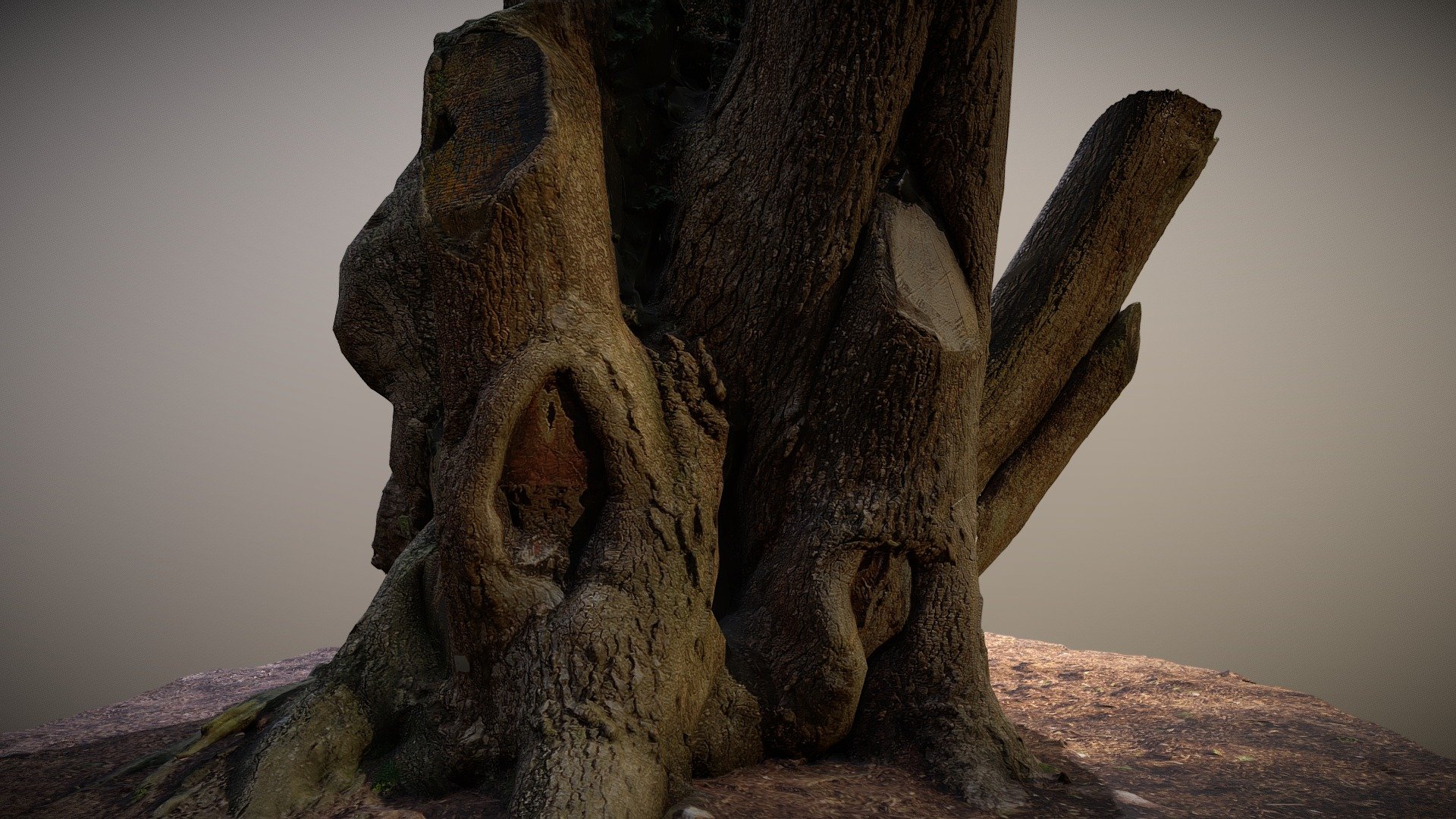 Large Tree Photgrammetry