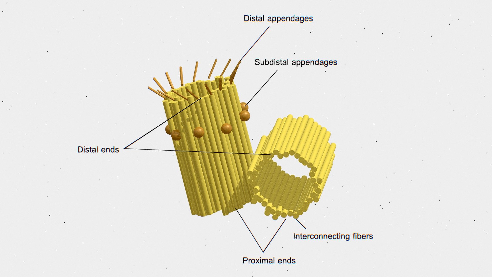 Structure of Centrosome - Download Free 3D model by arloopa [99723b7 ...