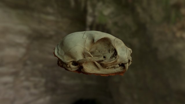 Cráneo De Gato (Ensayo) 3D Model