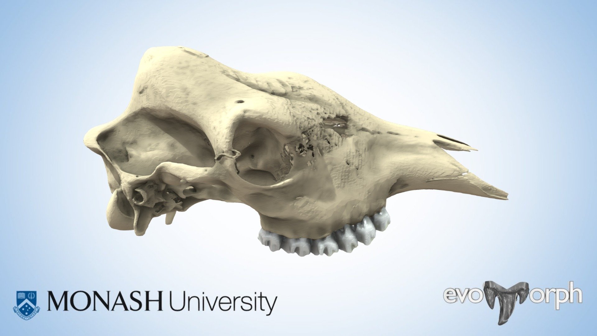 Skull and teeth of a Giraffe - 3D model by Evans EvoMorph Lab (@arevans ...