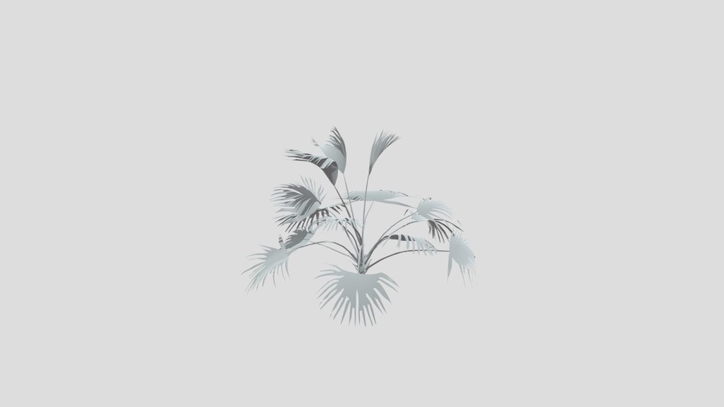 Chinese Palm Med Var