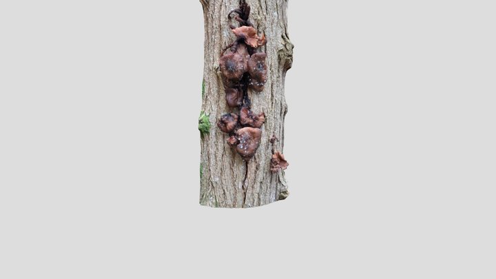 Honey fungus - Armillaria mallaea – Gratis 3D-model STL