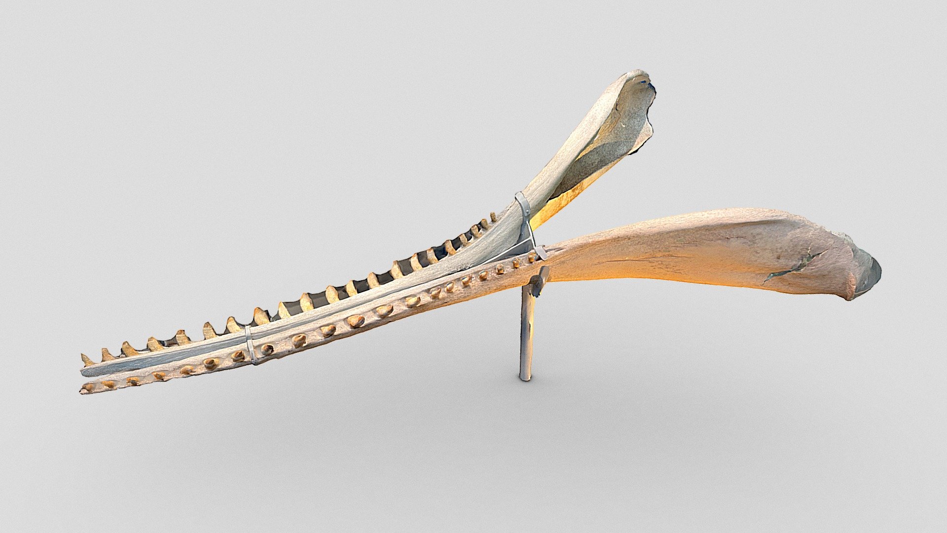 Sperm whale's lower jaw (cachalot)