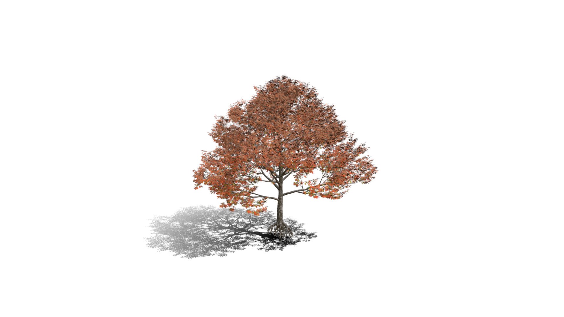 Realistic HD Northern red oak (8/138) - Download Free 3D model by ...