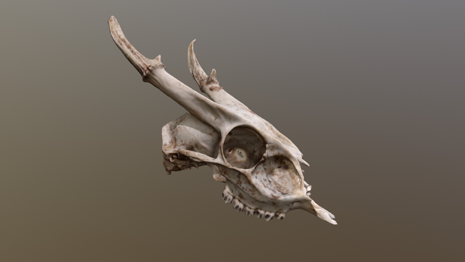 3D model Muntjac Deer Skull - This is a 3D model of the Muntjac Deer Skull. The 3D model is about a bird flying in the air.