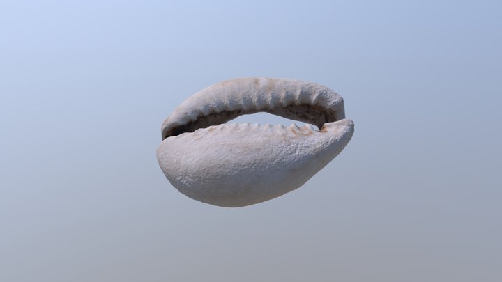 Cowrie Shell 3D Model