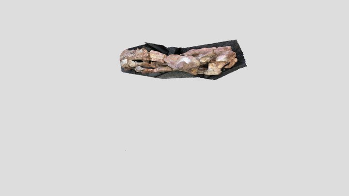 ensemble fémur theropod, côtes et vertèbres tita 3D Model