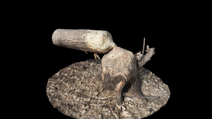 Beaver Felled Tree, Pucketville, Wisconsin 3D Model