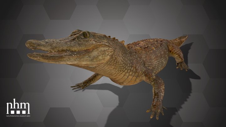 American Alligator (NHMW-Zoo-HS 15682) 3D Model