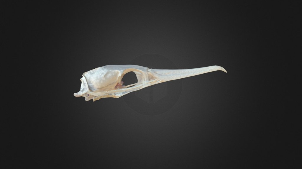 Phalacrocorax carbo, skull