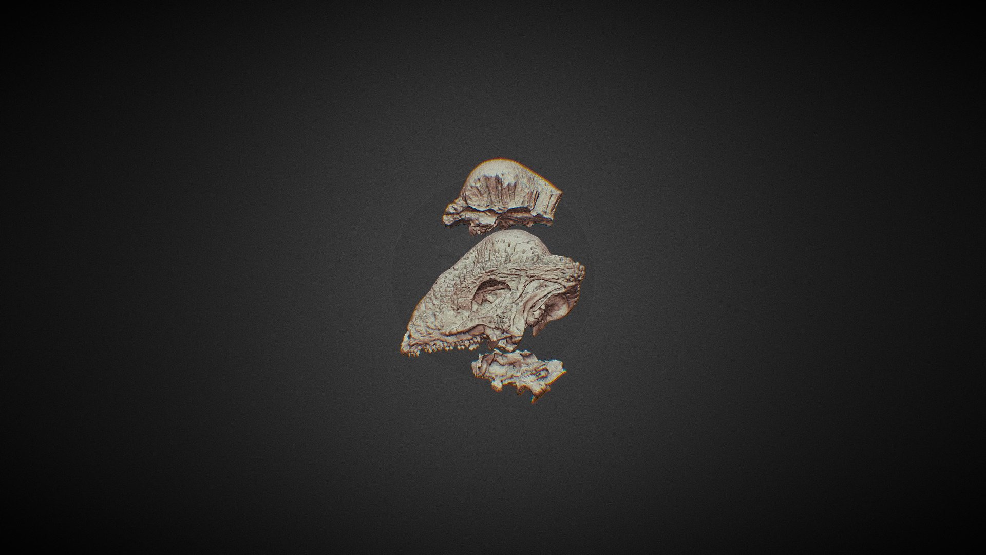 STEGOCERAS SKULL