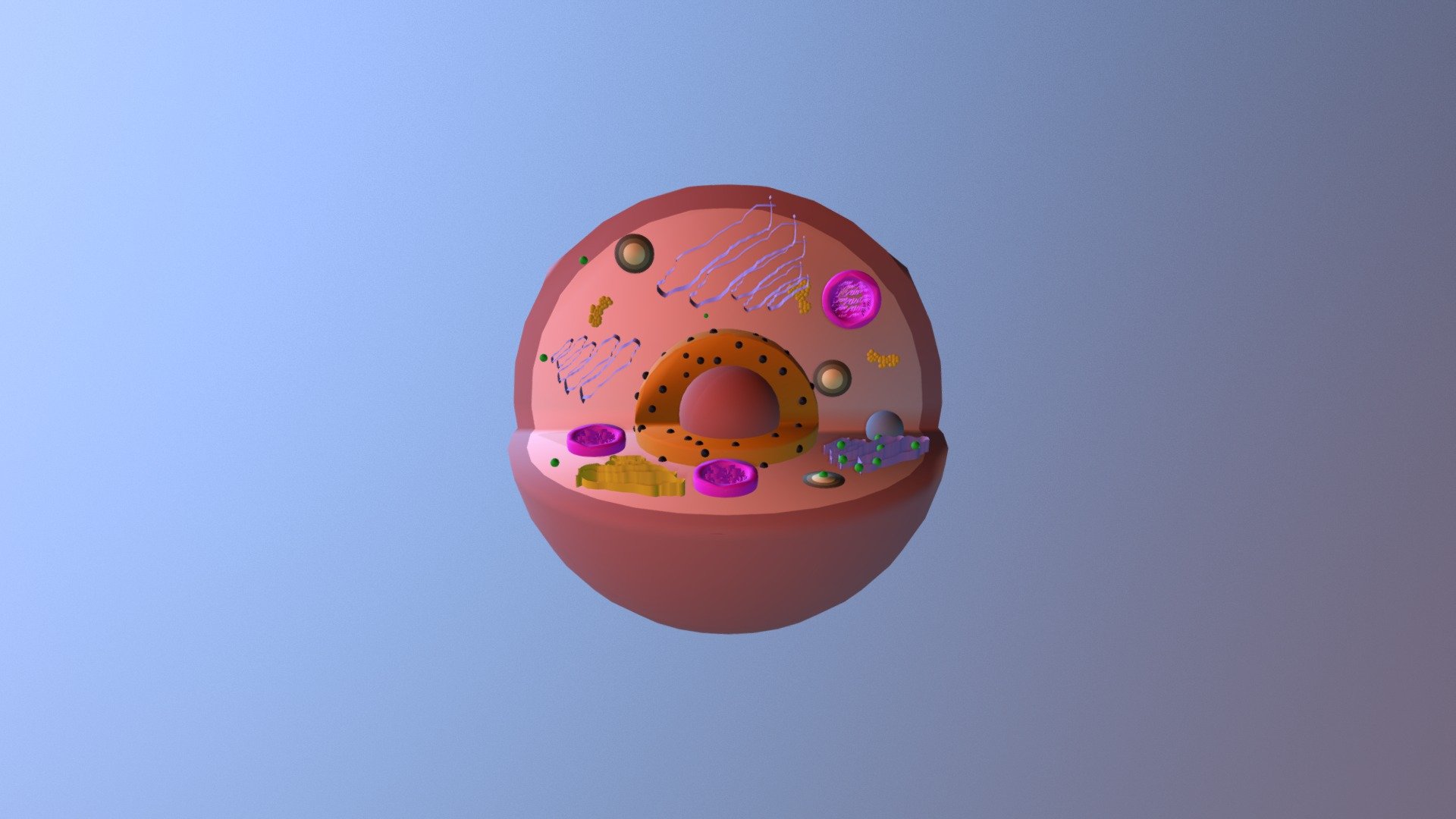 Animal Cell by Spencer Wilbert Jay Bussanich - 3D model by ...