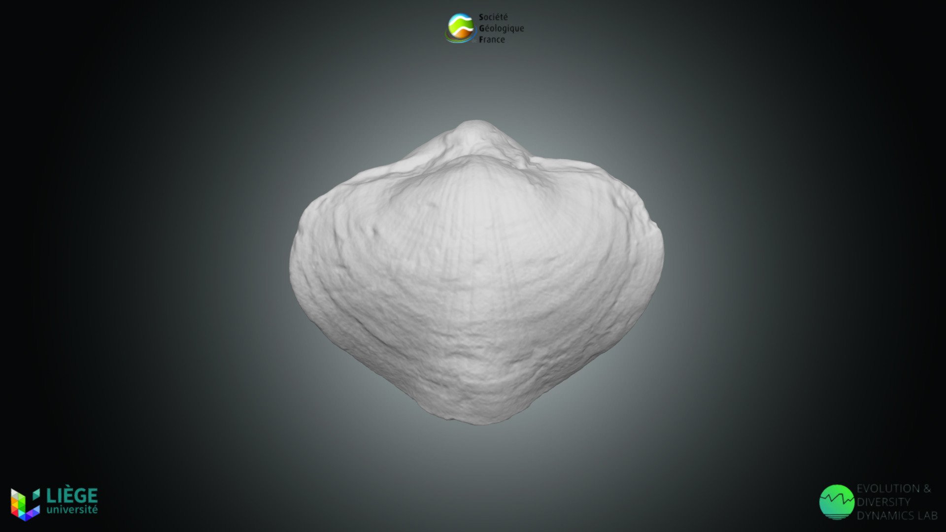 Brachiopode – Palaeochoristites sp.