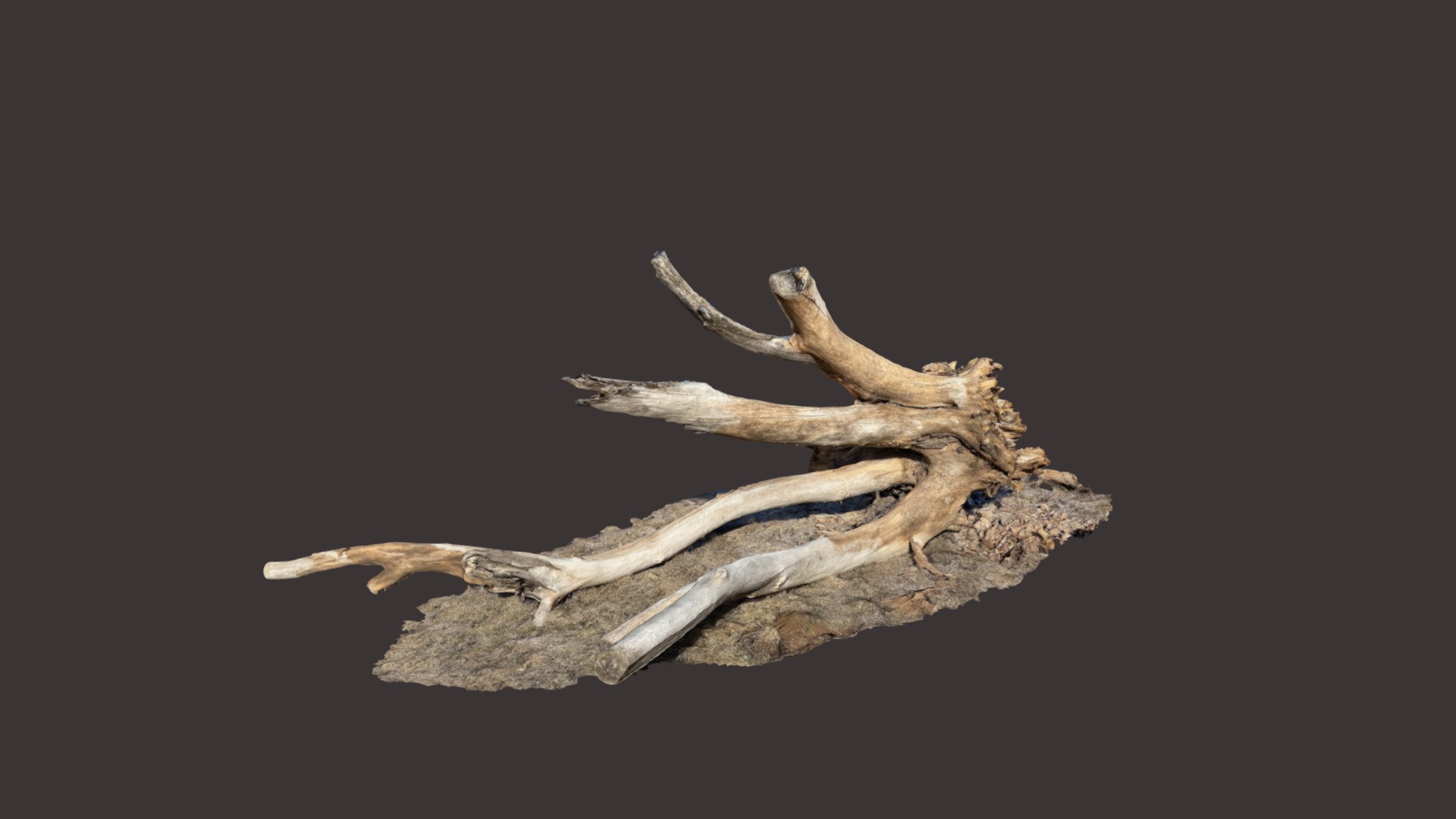 3D model Do Dead Trees Speak - This is a 3D model of the Do Dead Trees Speak. The 3D model is about a branch with a skeleton on it.