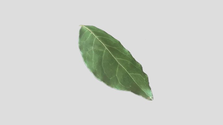 Foglia di alloro 1 3D Model