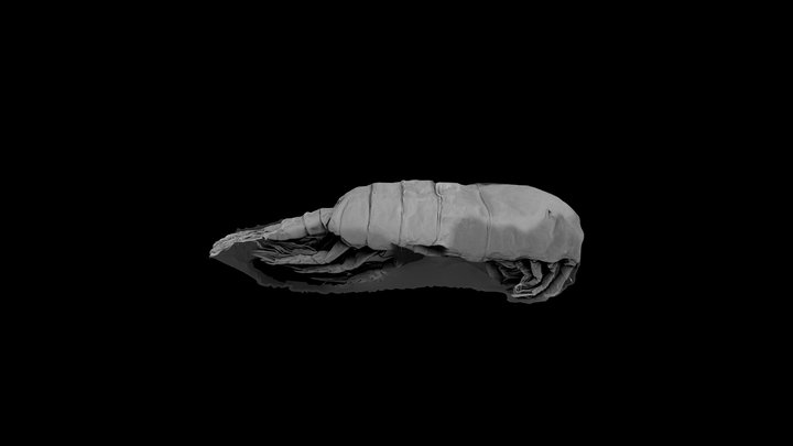 Senecella calanoides 3D Model