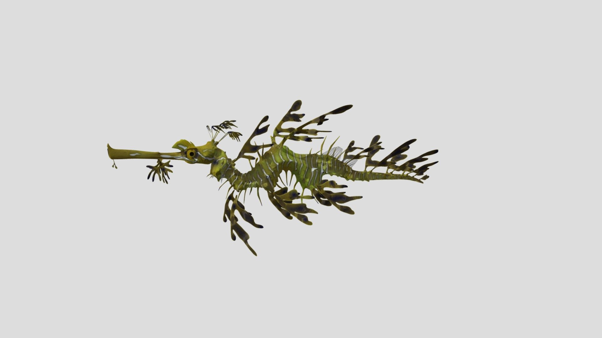 Leafy Seadragon - 3D model by kenchoo [99964d8] - Sketchfab