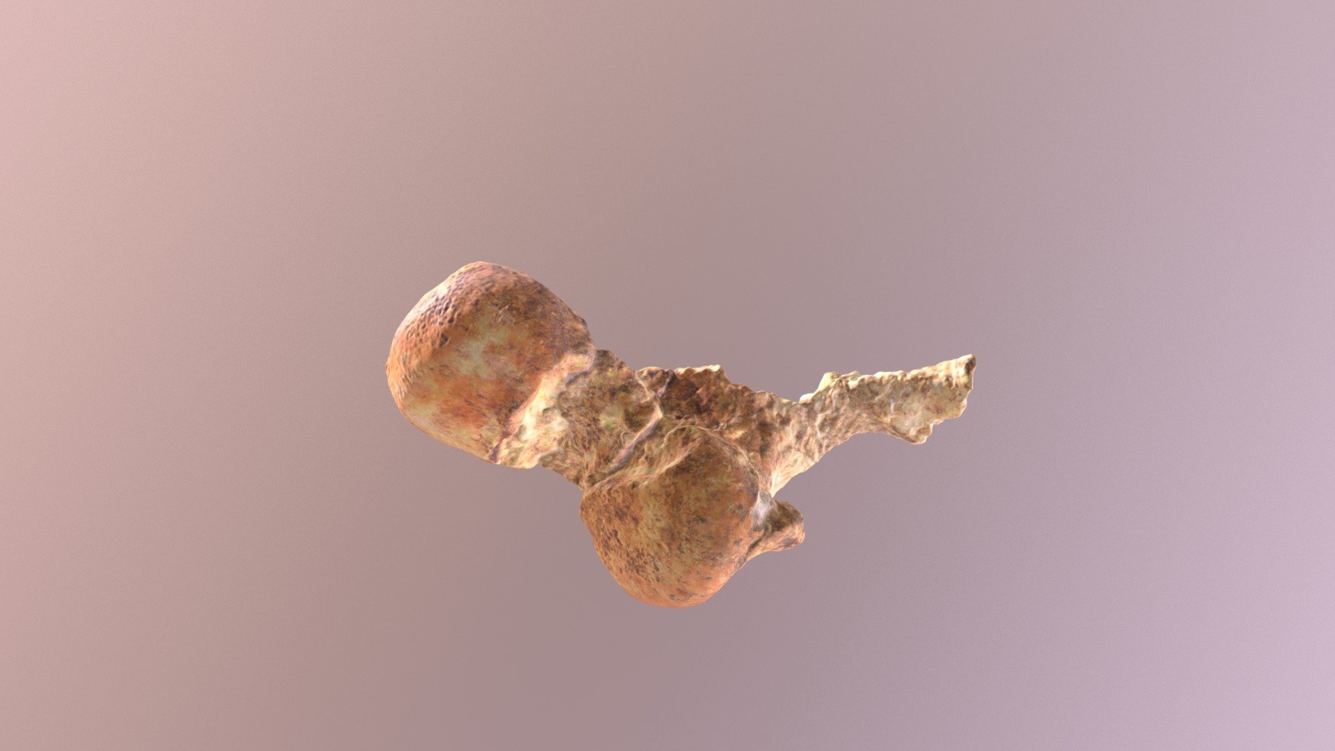 Smilodon Distal Femur Frag (VCU_3D_3110)