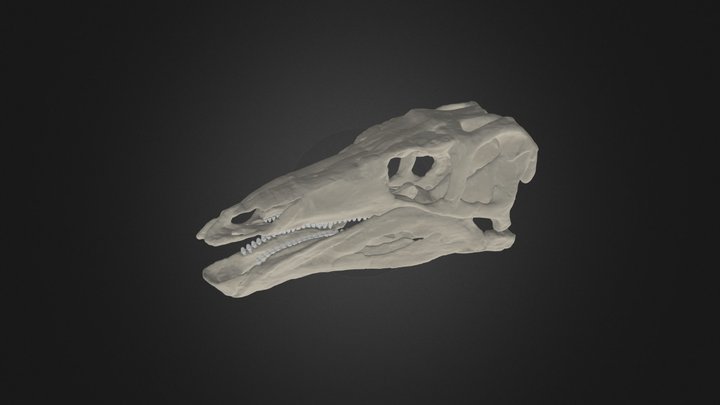 Stegosaurus stenops digitally restored skull 3D Model