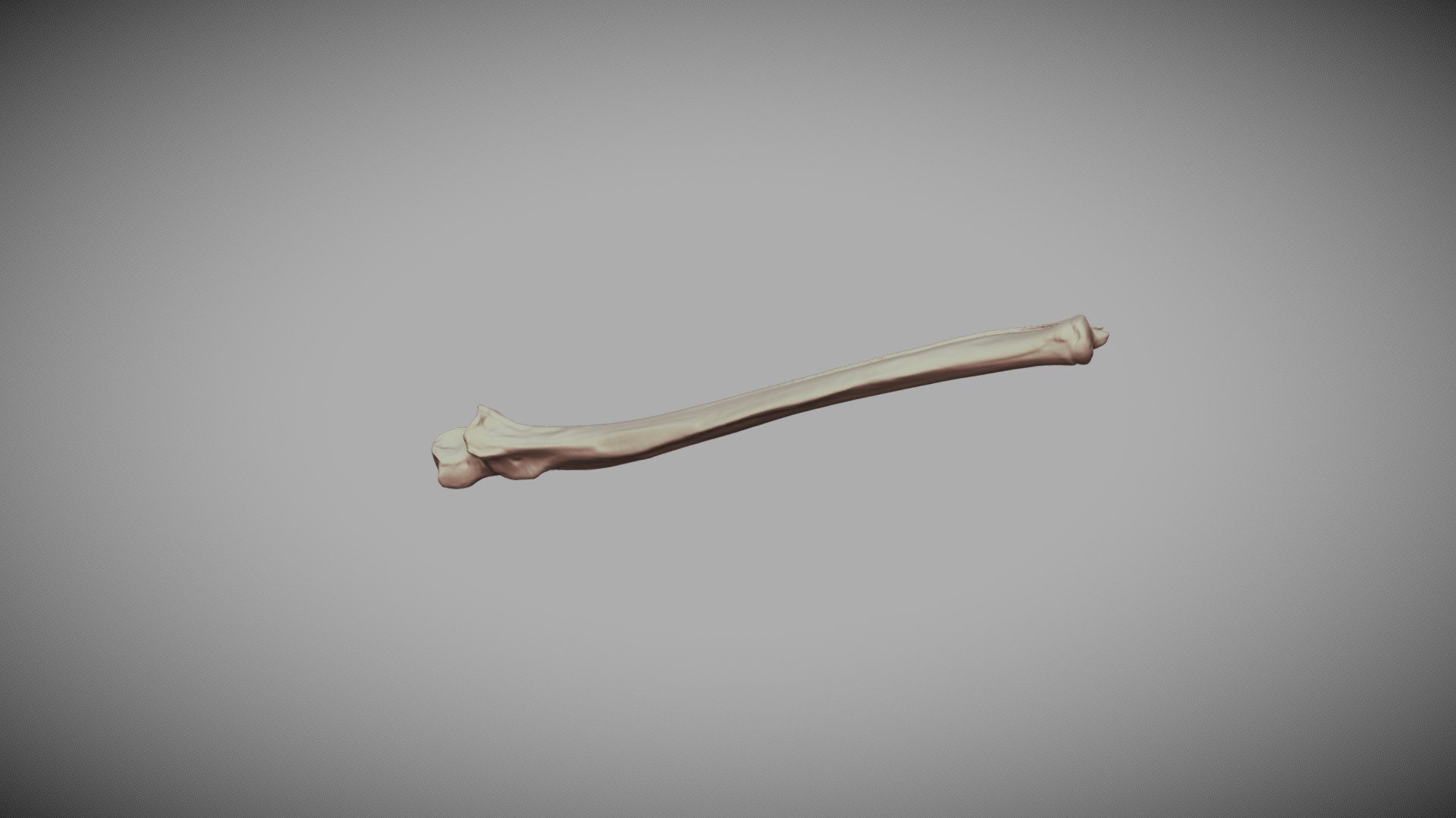 Ulna Bone - 3D model by OrJames Labs (@orjameslabs) [99a1d23] - Sketchfab