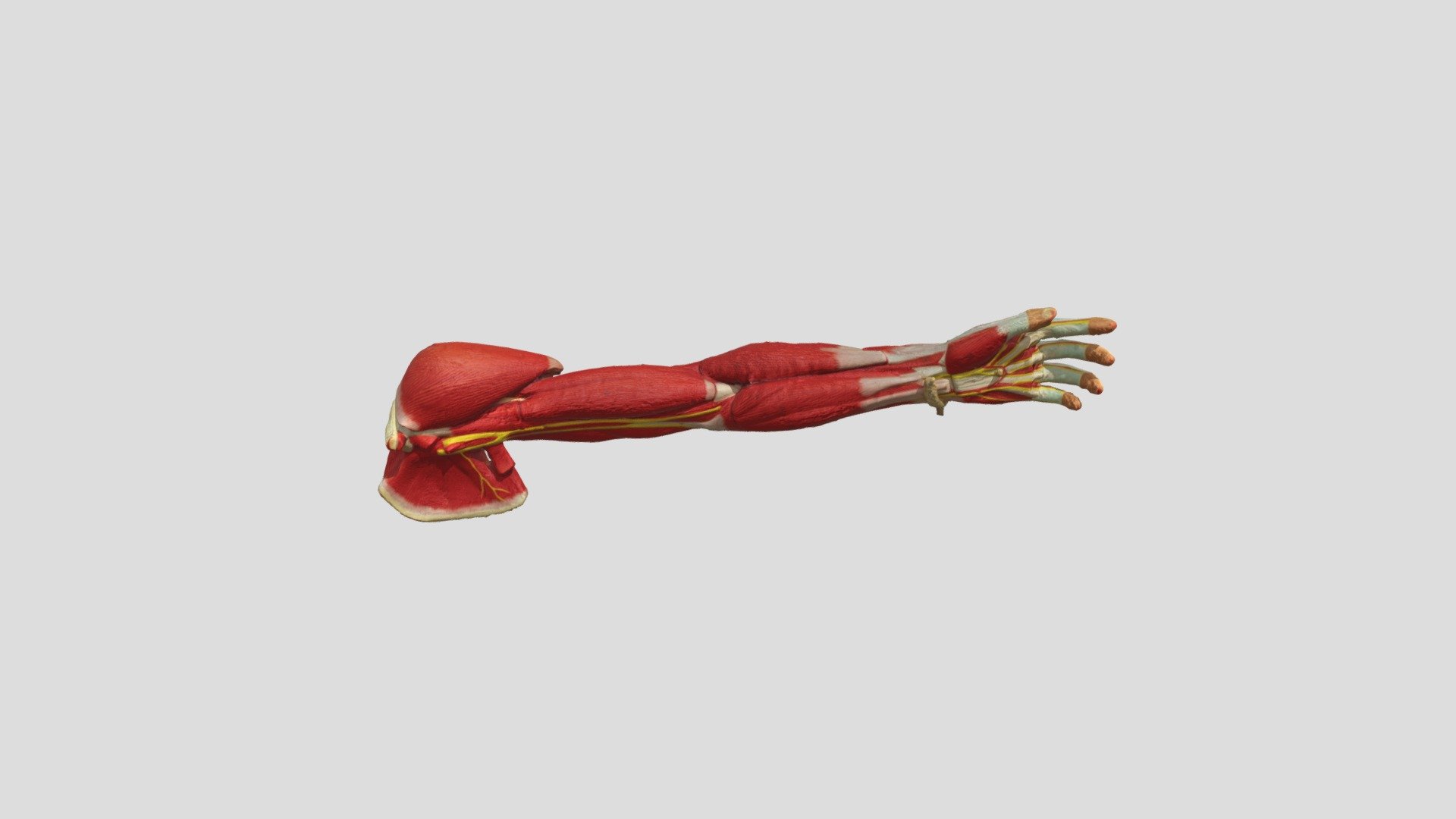 The Arm at LW Tech - 3D model by ogbog [99a380d] - Sketchfab