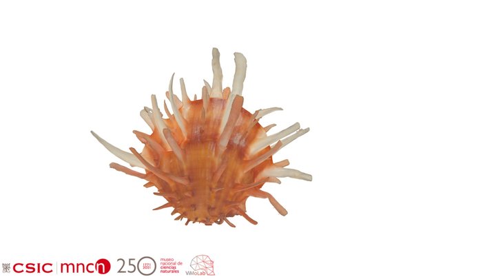Spondylus crassisquama - MNCN-15.07/8233 3D Model
