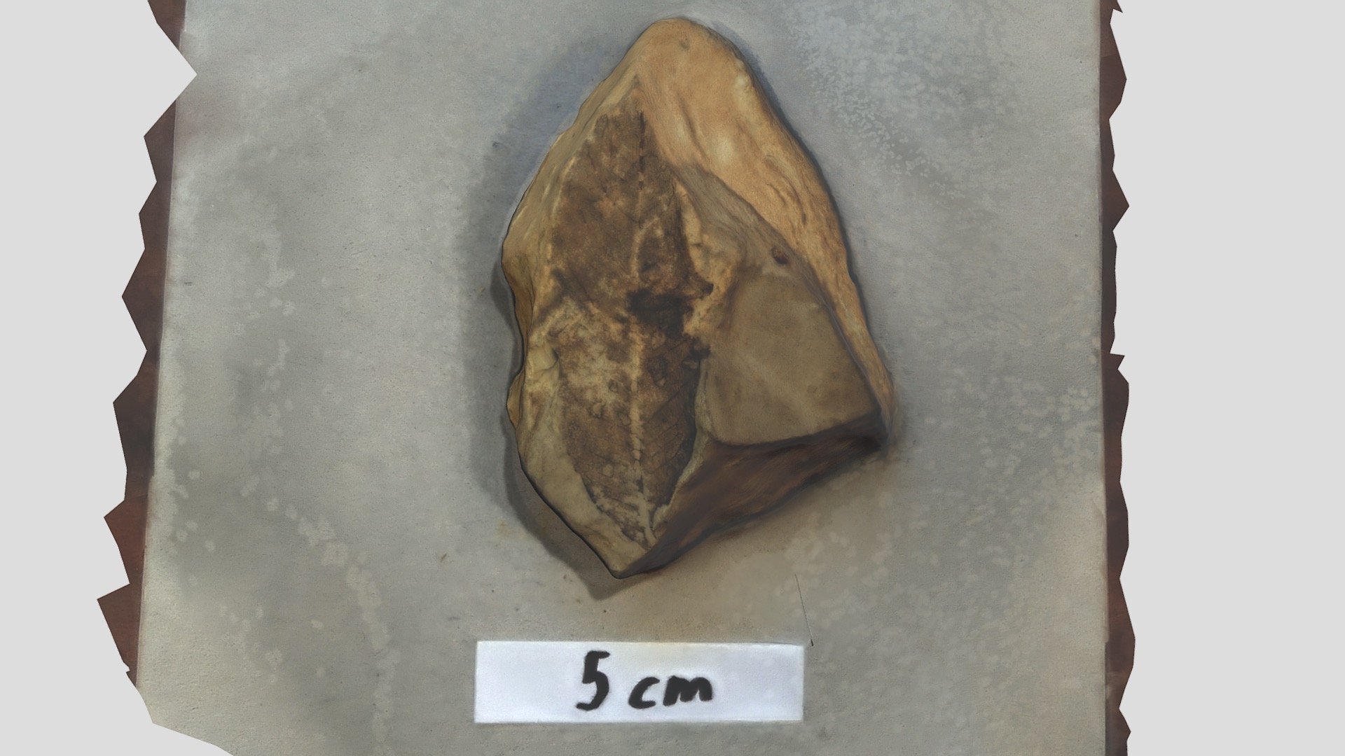 Leaf fossil