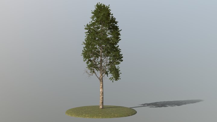Silver Birch Tree 3D Model