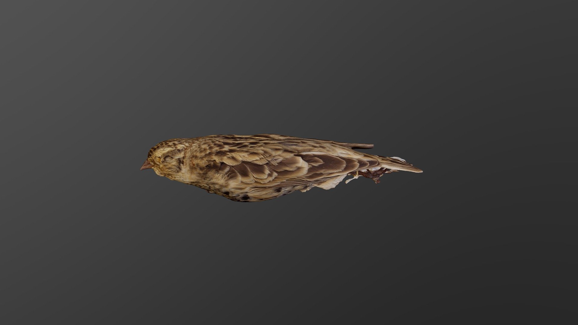 Chestnut-collared longspur
