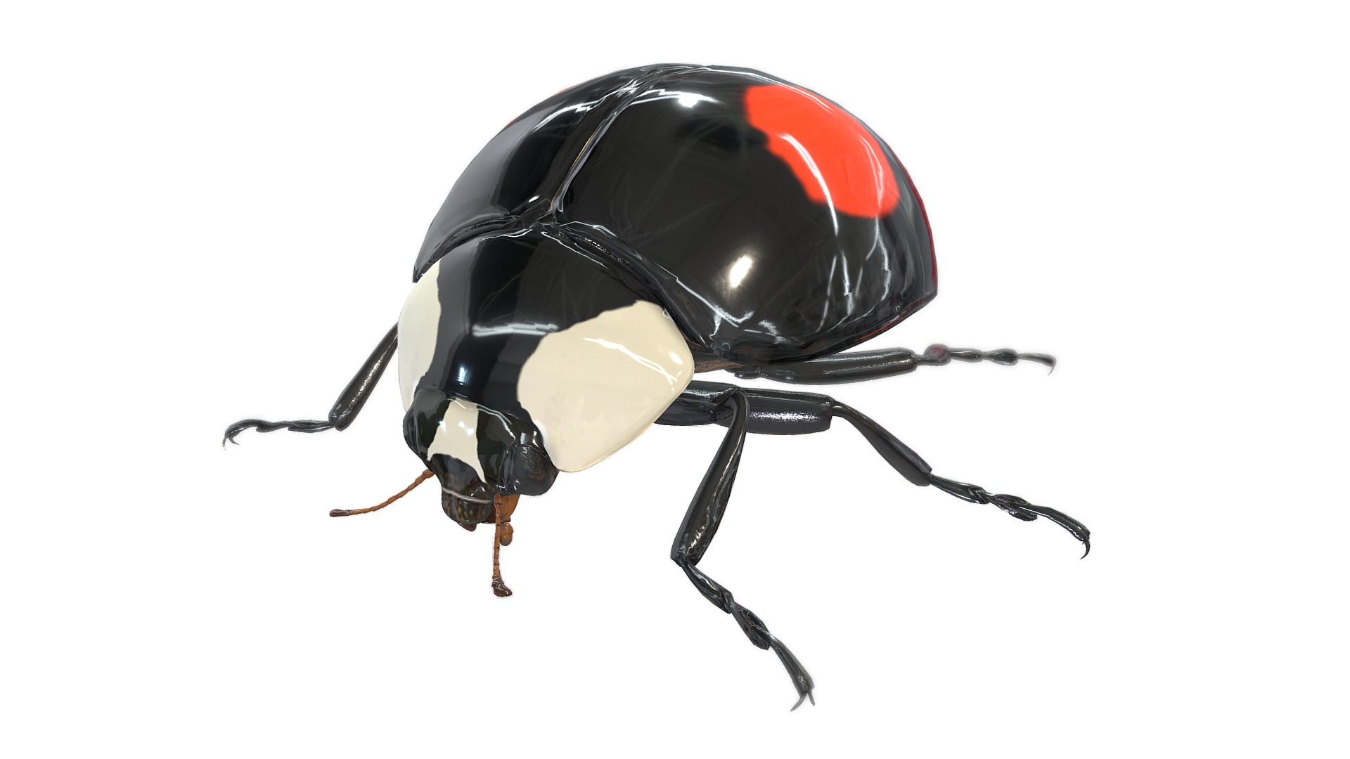 3D model Harmonia axyridis - This is a 3D model of the Harmonia axyridis. The 3D model is about a black and red beetle.