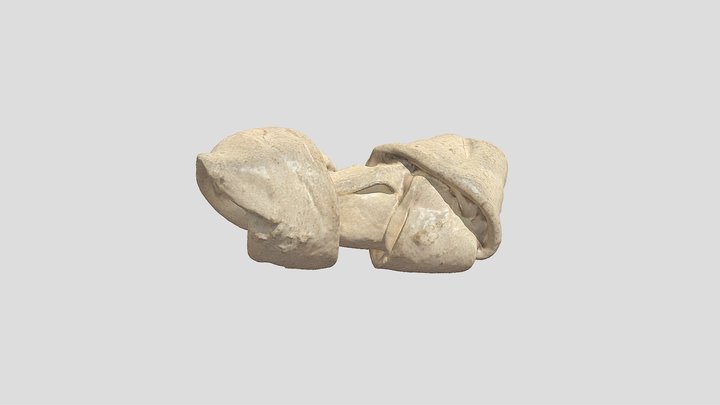 HUESO CANINO 3D Model